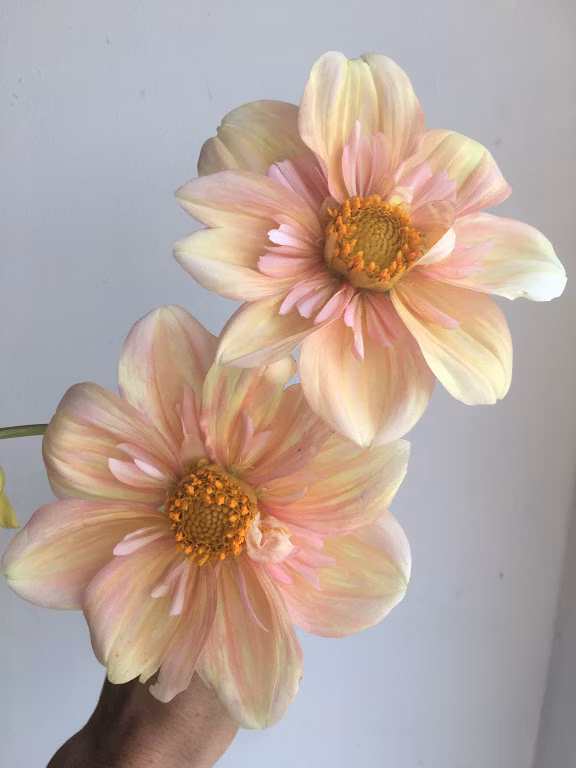 Appleblossom  |  Max 1 per kund