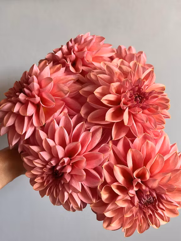 Pantera Rosa Planta Dahlia Roza Pantera | krukad planta - Det Blomstrar
