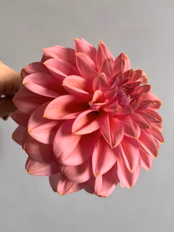 Dahlia Roza Pantera | krukad planta - Det Blomstrar