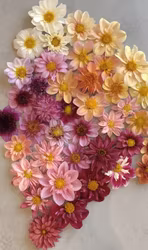 Pollinerarmix | Dahliafrö