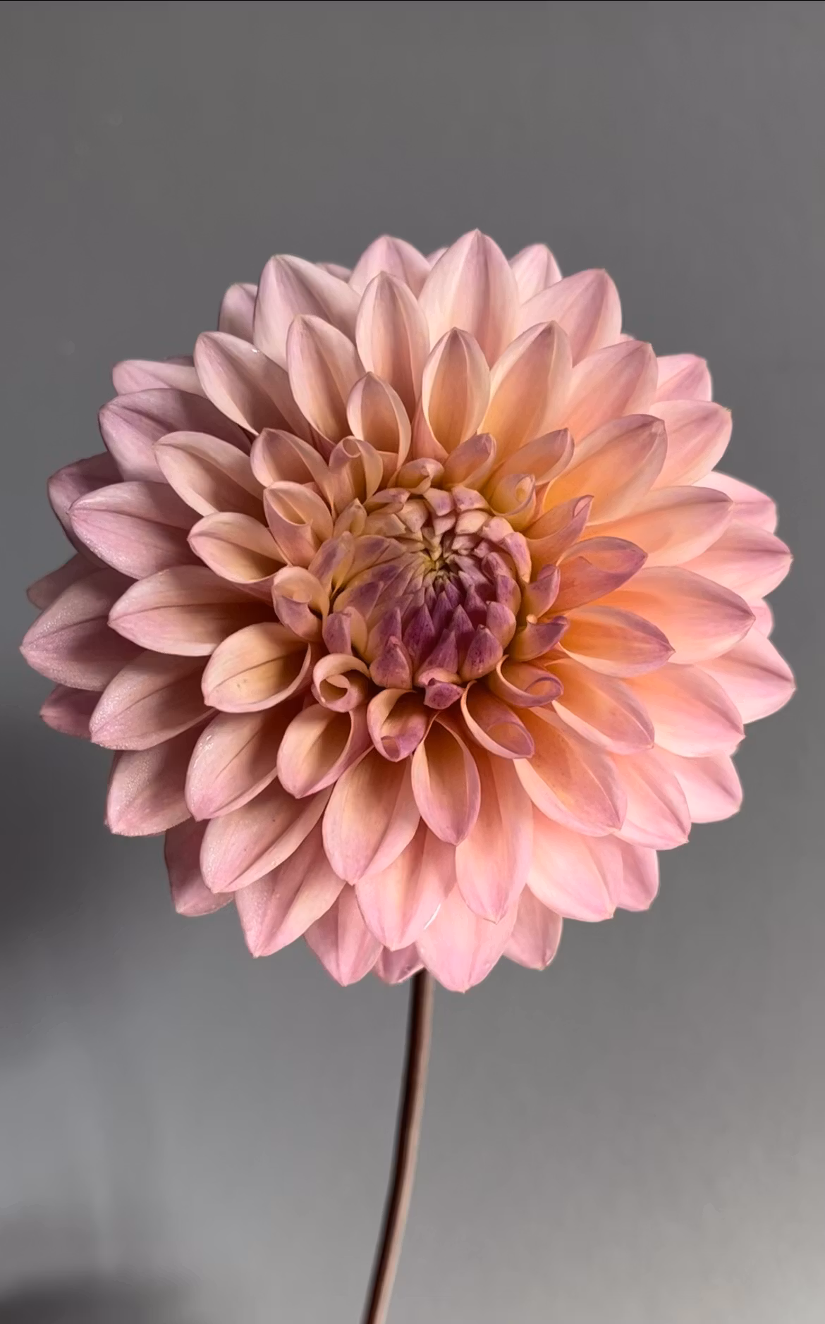 Coralie | Mini-planta