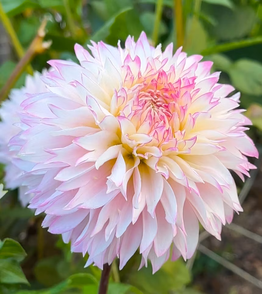 Hollyhill Pinkie | Krukad planta