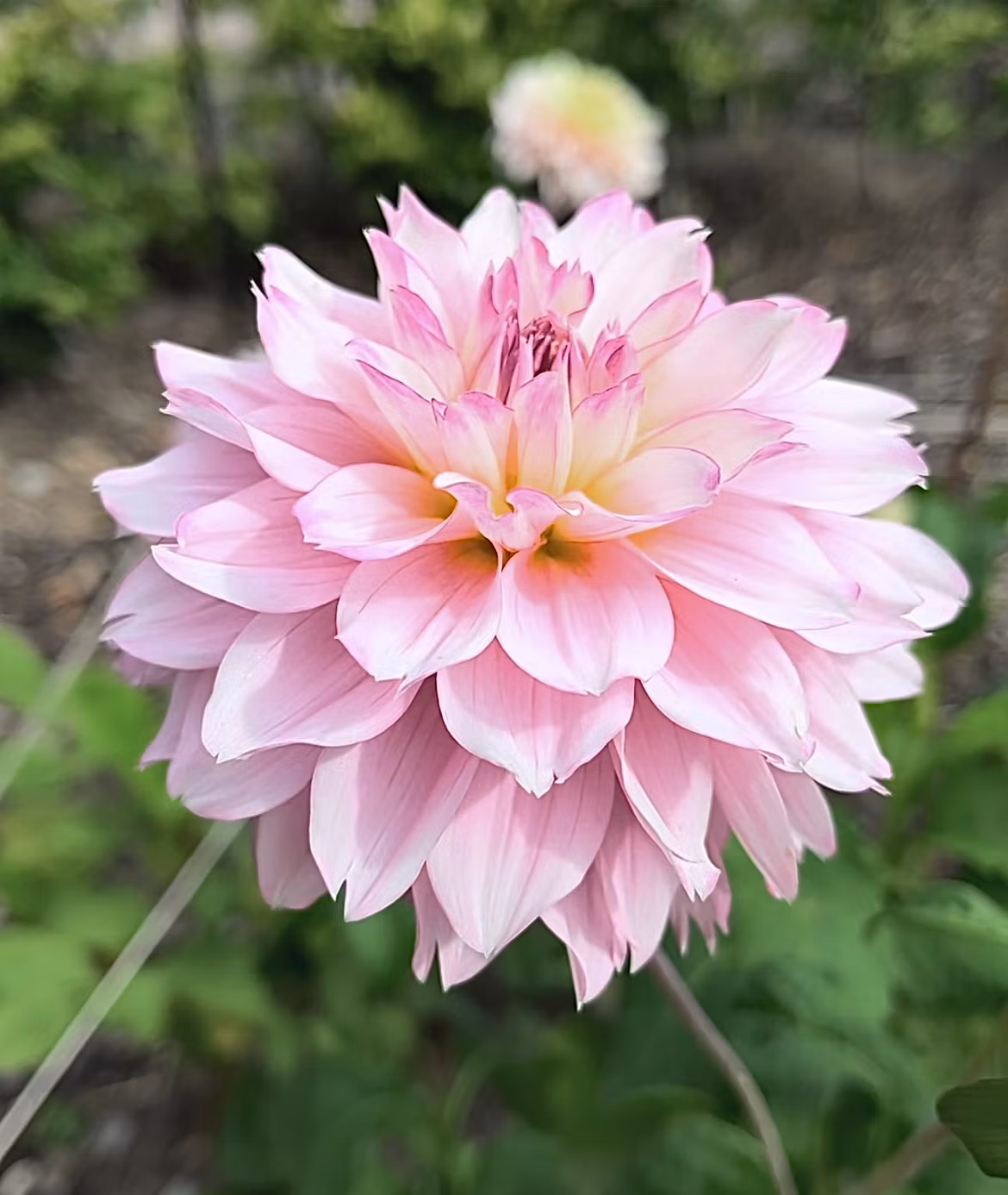 Hollyhill Pinkie | Krukad planta