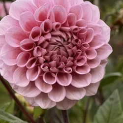 Swemany BBQ | krukad planta