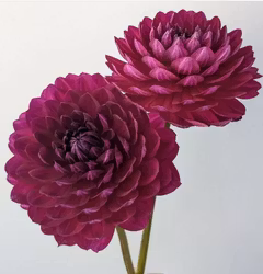 Sandia Bertha | krukad planta