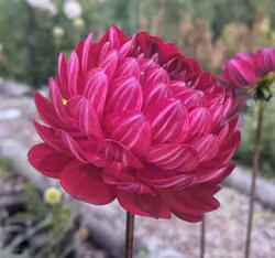 Sandia Bertha | krukad planta