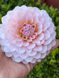 Blushing Swede Blomstrar | Krukad planta