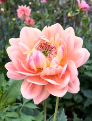 Swemany Water Rose | krukad planta