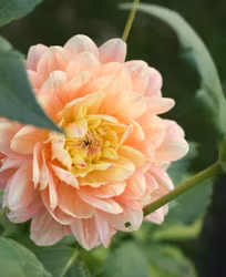 Swemany Water Rose | krukad planta