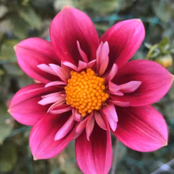 My Cherry Pie Blomstrar | krukad planta