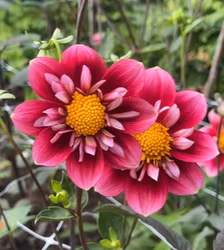 My Cherry Pie Blomstrar | krukad planta