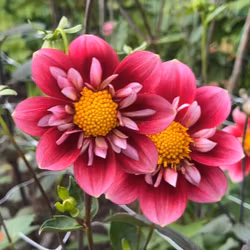 My Cherry Pie Blomstrar | krukad planta