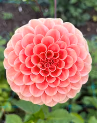 Pinch Me Pretty Blomstrar | krukad planta