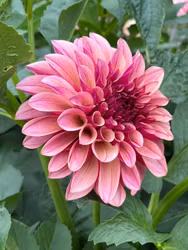 KA's® Cafe Mauve | krukad planta