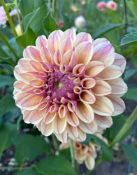 KA's® Rhubarb | krukad planta