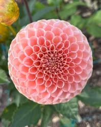 KA's® Honeycomb | krukad planta