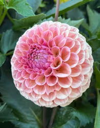 Bracken Rose | krukad planta