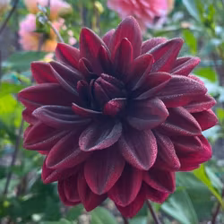 Hollyhill Black Widdow | KNÖL