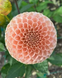 KA's® Honeycomb | krukad planta