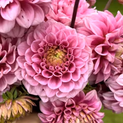 Swemany BBQ | krukad planta