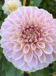 KA's® Cinder Rose | krukad planta