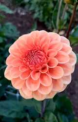 Pinch Me Pretty Blomstrar | krukad planta