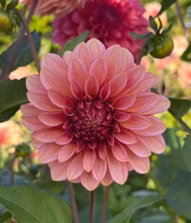 RM Raspberry Twinkle | Krukad planta