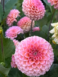 KA's® Boho Rose | krukad planta
