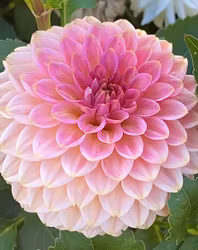 KA's® Morning Dew | krukad planta