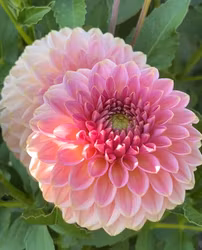 KA's® Morning Dew | krukad planta