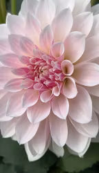 KA's® Rose Quartz | krukad planta