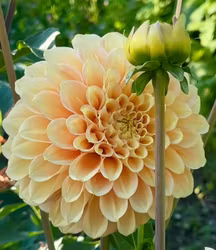 KA's® Aloha | krukad planta