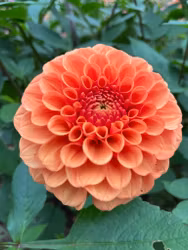 KA's® Blood Orange | krukad planta