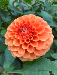 KA's® Blood Orange | krukad planta