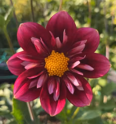 My Cherry Pie Blomstrar | krukad planta