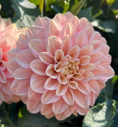Florelie Kindness | krukad planta