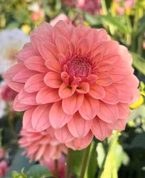 KA's® Boho Peach | krukad planta