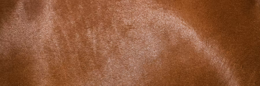 Så får du en blank och hälsosam päls på din häst