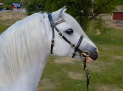 Blenheim Clincher Inhand Bridle