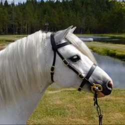 Blenheim Plain Inhand Bridle