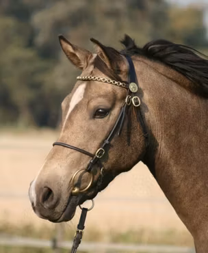 In hand bridle