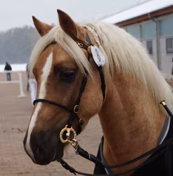 In hand bridle