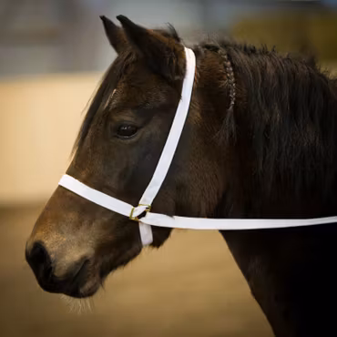 Show Halter
