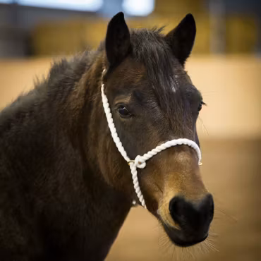 Show Halter - Rope