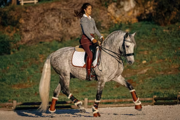 16C Classic White Dressyrschabrak