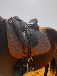 16C Heritage Dressyrschabrak