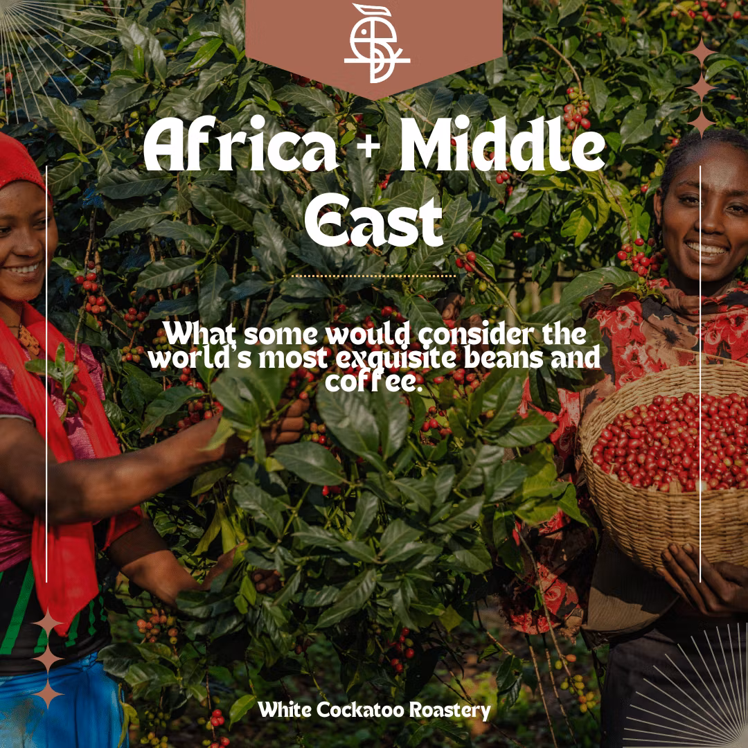 AFRICA + MIDDLE EAST - Kafferosteri i Stockholm, kaffebönor online
