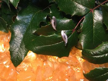 Finndeer art design örhängen i silver