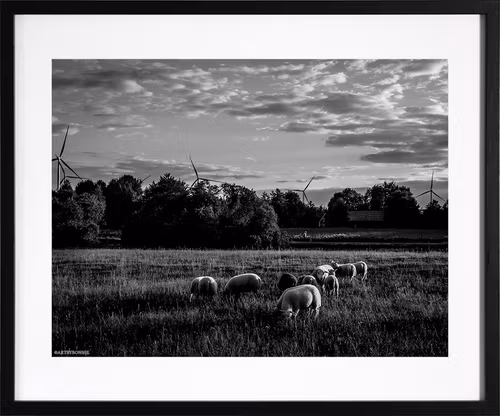 It's a Sheep's World