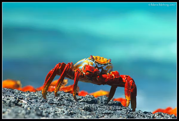 Sally Lightfoot krabba, Galapagos